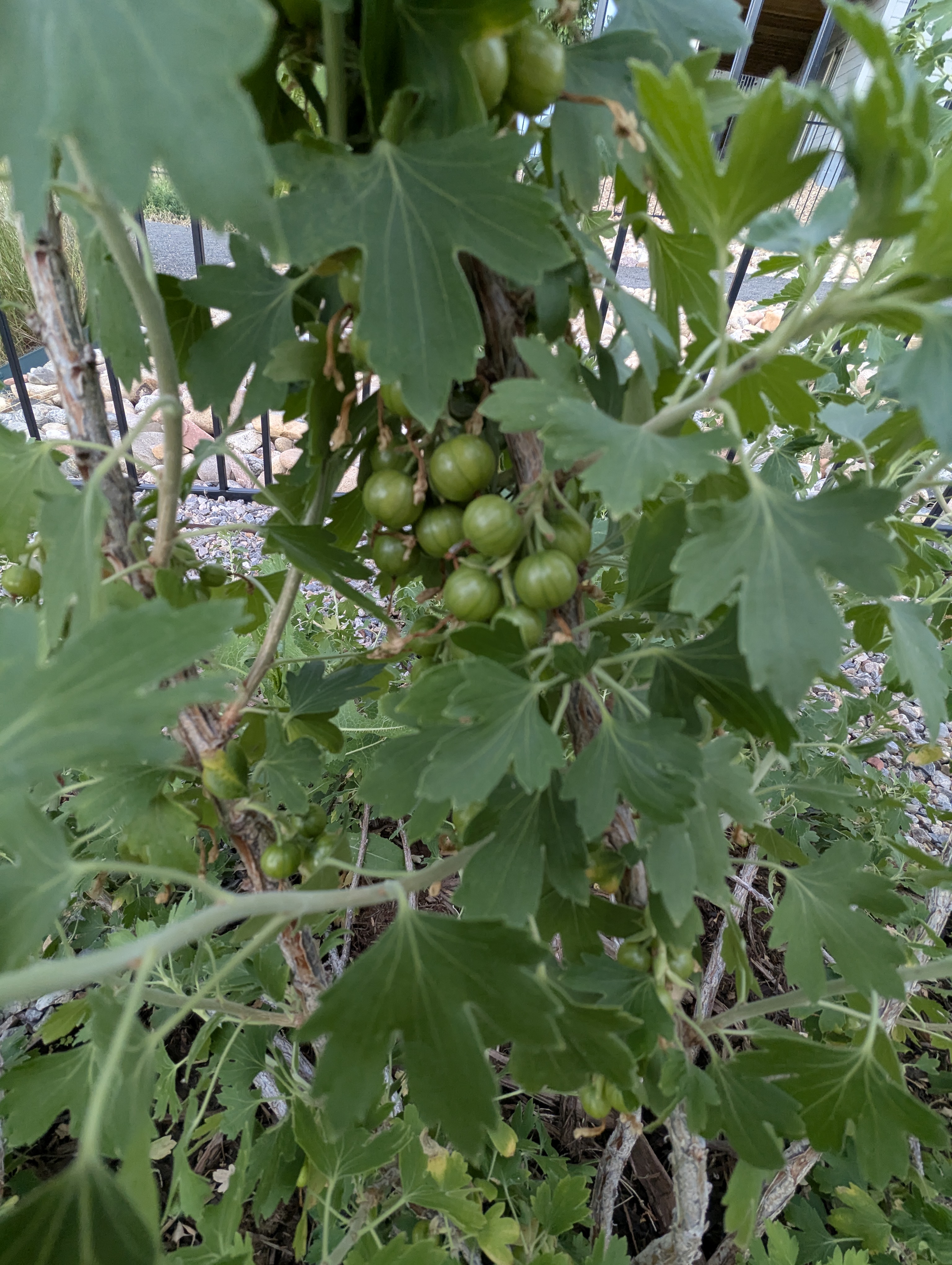 Garden, Morrison, Colorado